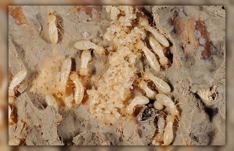 What Does Termite Larvae Look Like