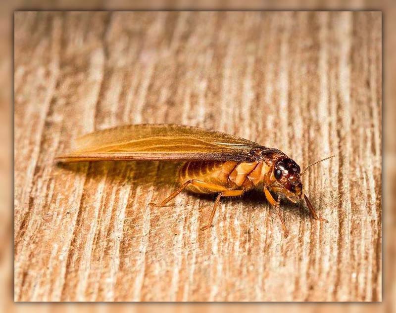What Does a Drywood Termite Look Like 