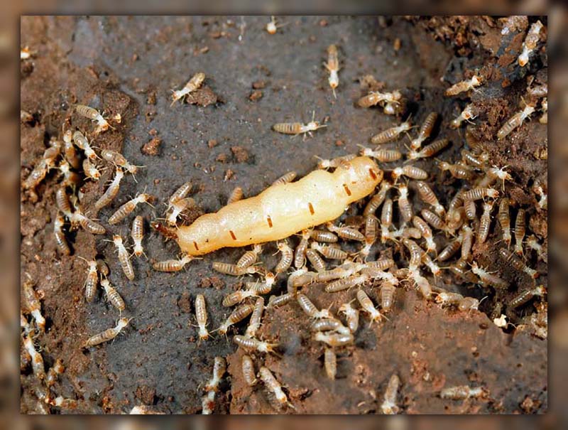 What does a queen termite look like 