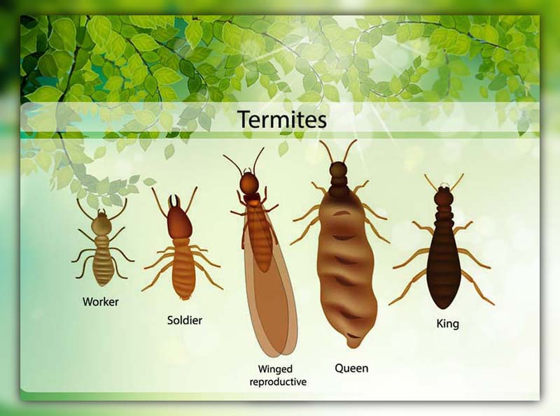 What does a queen termite look like