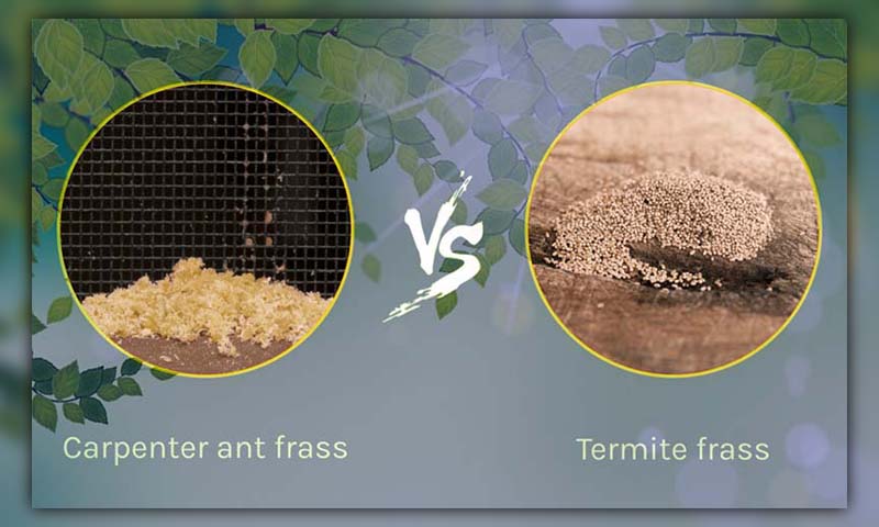 What does termite droppings look like