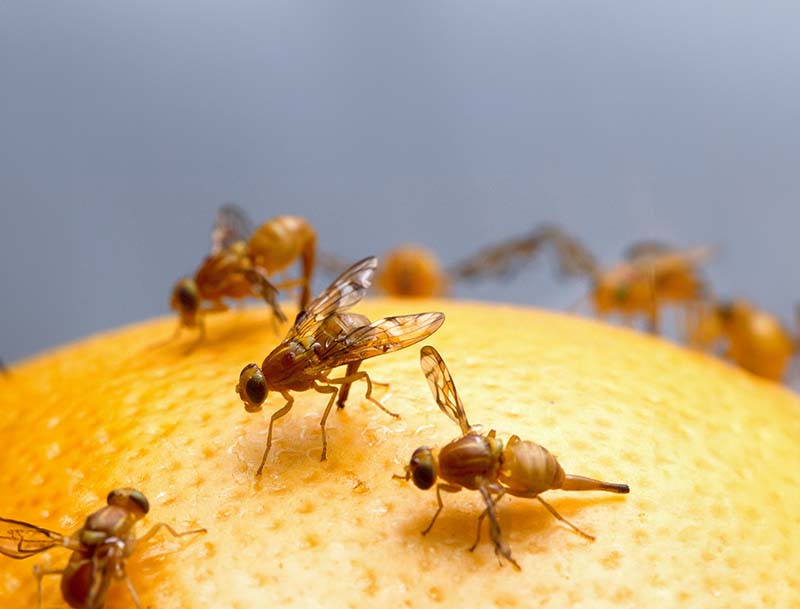 Are Fruit Flies Harmful to Humans 