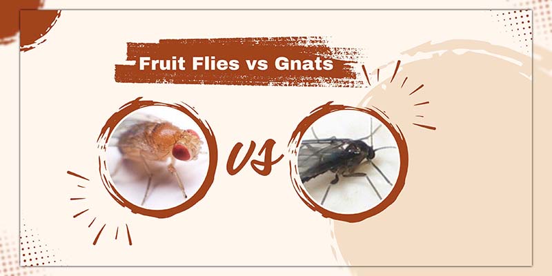 Are Fruit Flies and Gnats the Same 