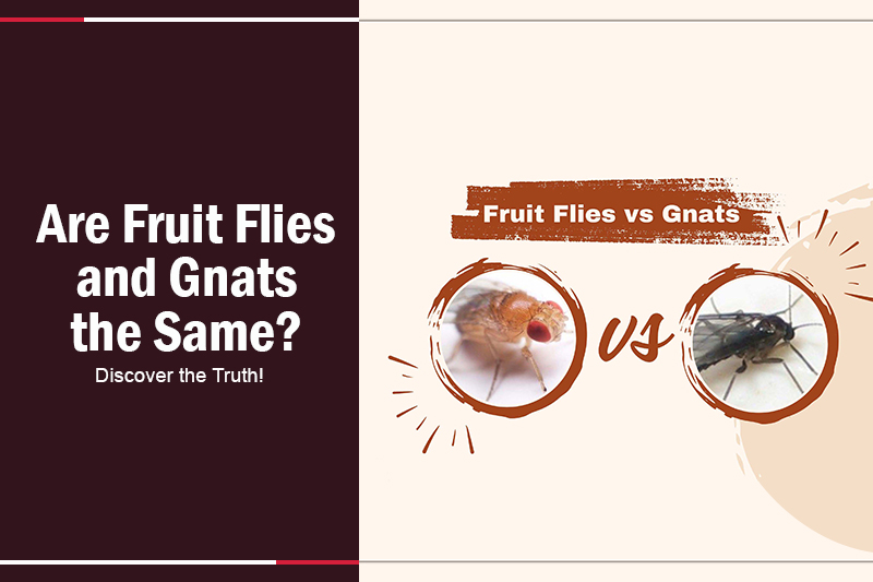 Are Fruit Flies and Gnats the Same 