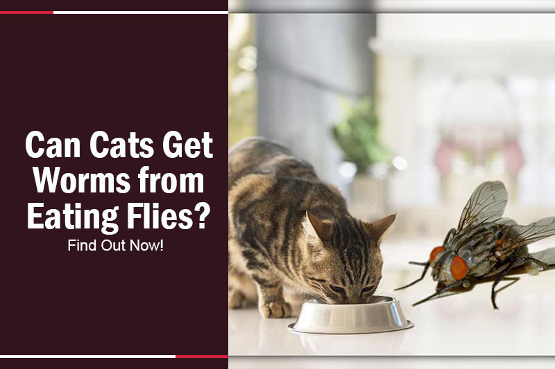Can Cats Get Worms from Eating Flies 