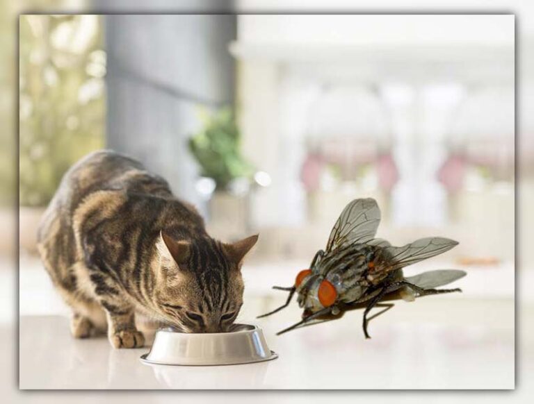 Can Cats Get Worms From Eating Flies Find Out Now