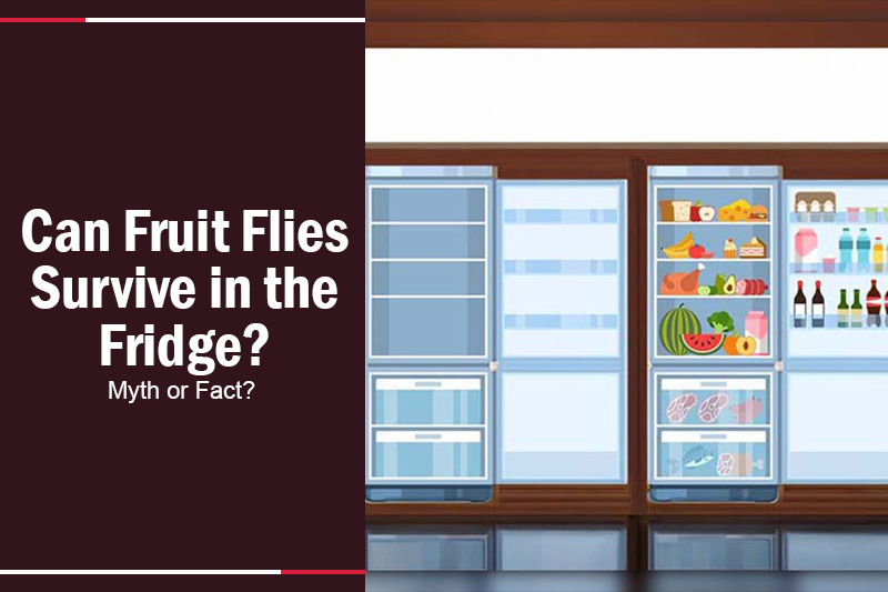 Can Fruit Flies Survive in the Fridge