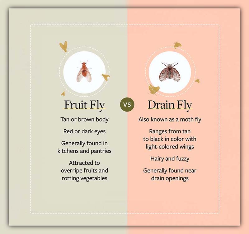 Difference Between Fruit Flies and Drain Flies 