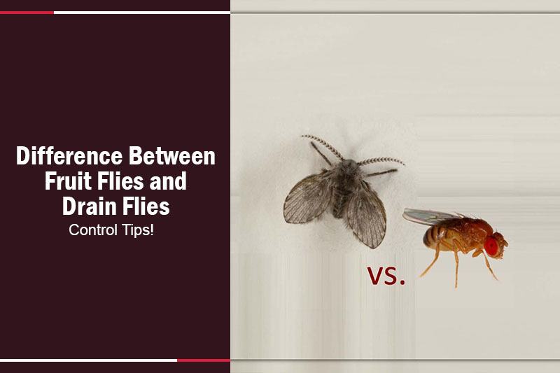Difference Between Fruit Flies and Drain Flies
