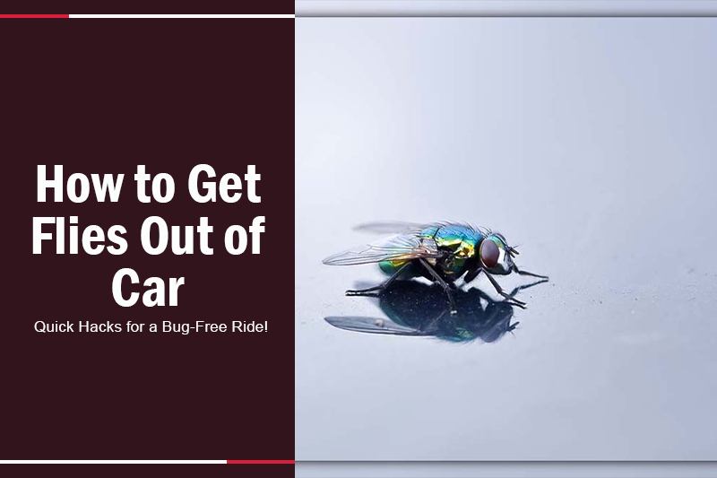 How to Get Flies Out of Car 