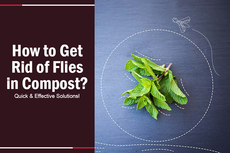 How to Get Rid of Flies in Compost