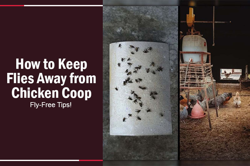 How to Keep Flies Away from Chicken Coop