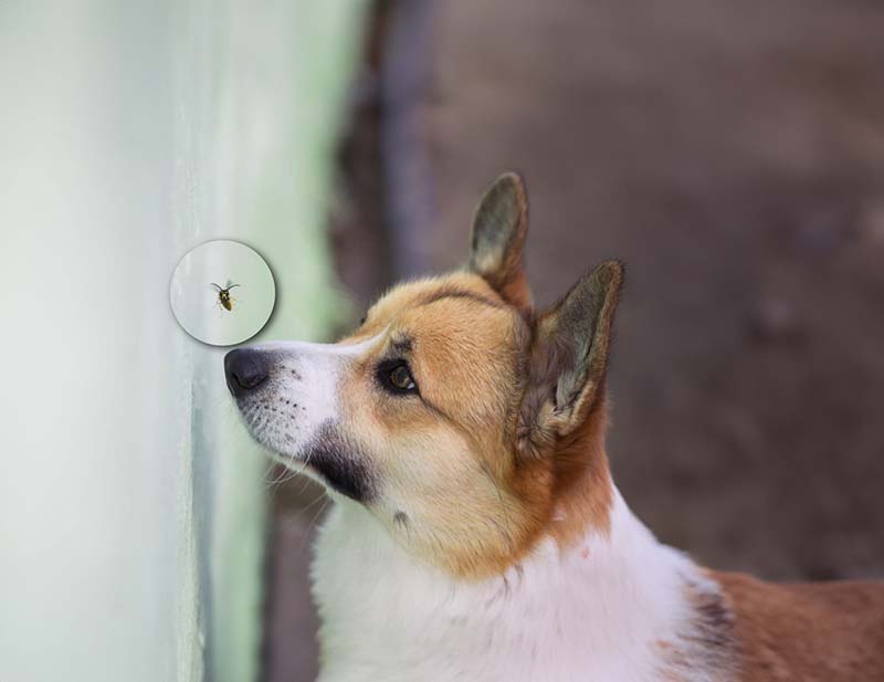 How to Keep Flies Away from Dogs 