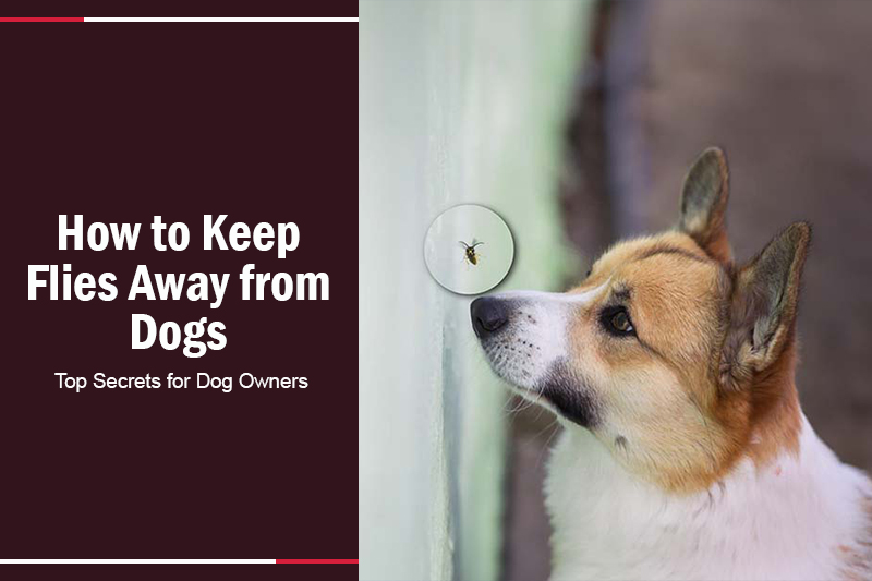 How to Keep Flies Away from Dogs