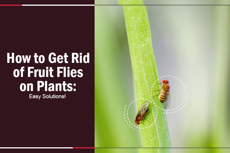 How to Get Rid of Fruit Flies on Plants