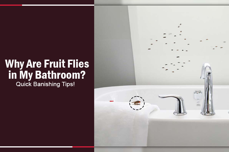 Why Are Fruit Flies in My Bathroom