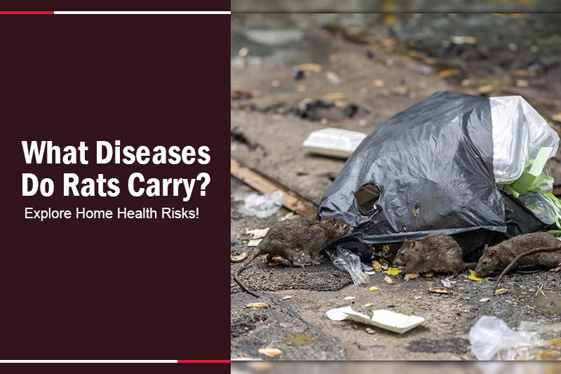 What Diseases Do Rats Carry