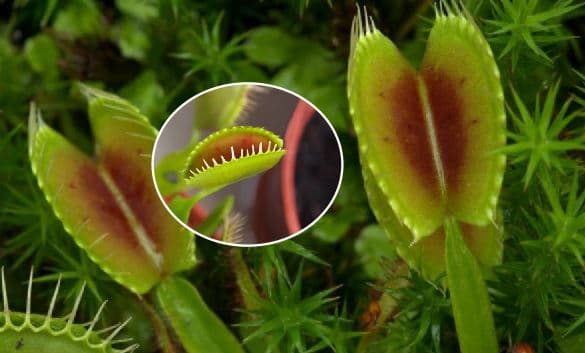 Carnivorous plants can get rid of unwanted insects in your garden