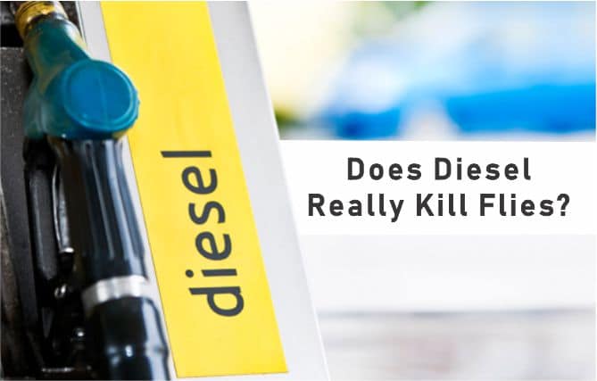 How to kill and repel flies with diesel