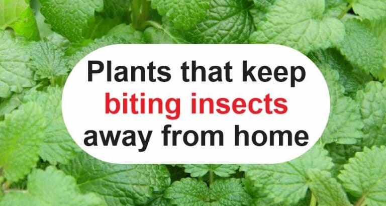 Plants that keep biting insects away from home