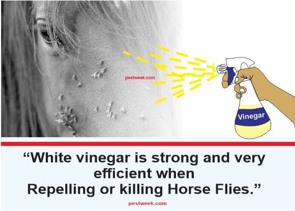 Vinegar fly spray for horses