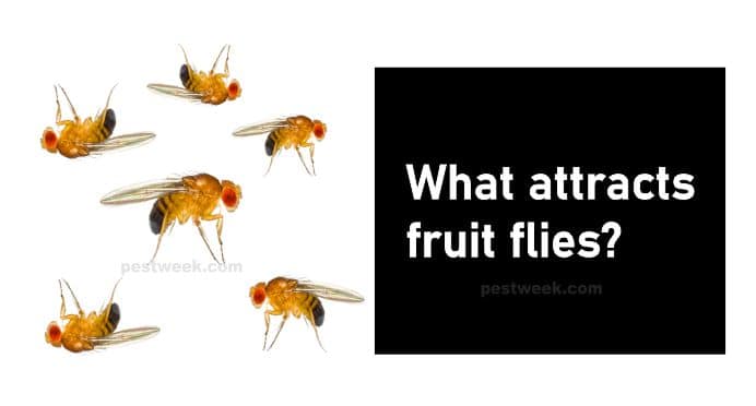 flies-pestweek