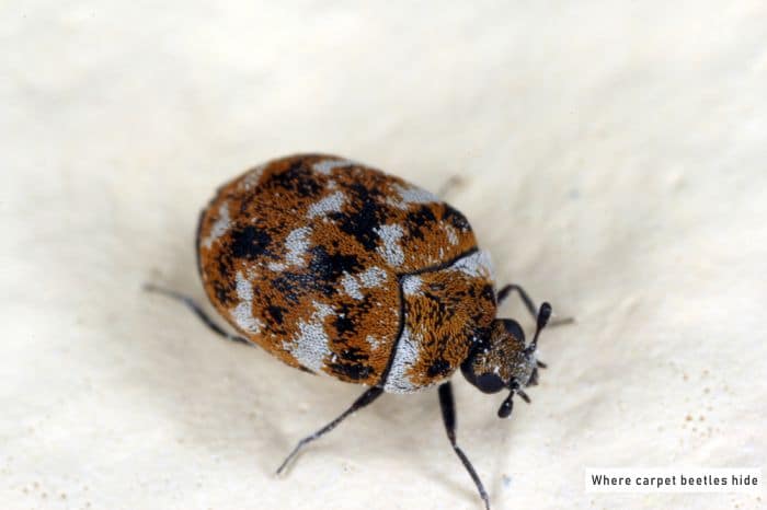 Where do Carpet Beetles Hide? - PestWeek