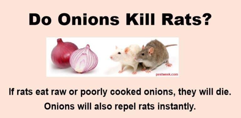Do onions kill rats?
