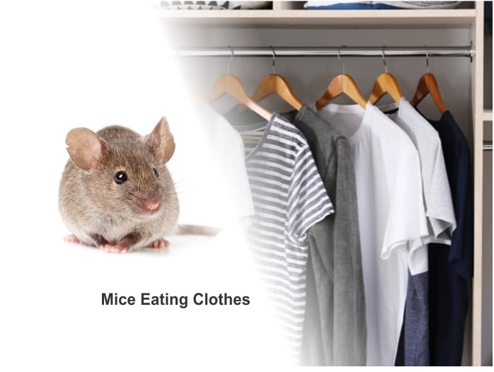 How to keep mice out of clothes