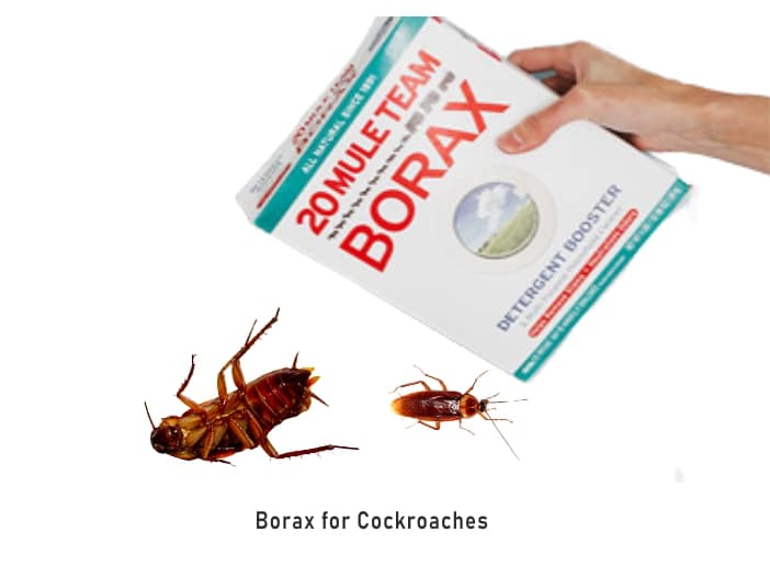 does borax kill cockroaches