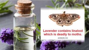 Does Lavender Repel Moths? [Lavender for Moths] - PestWeek