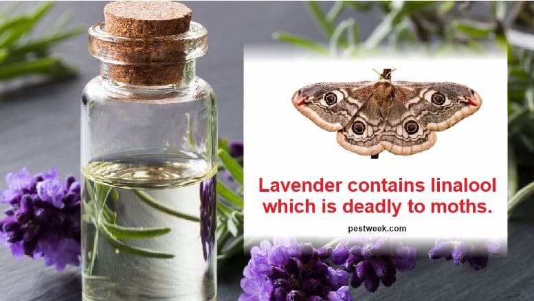 does-lavender-repel-moths-lavender-for-moths-pestweek