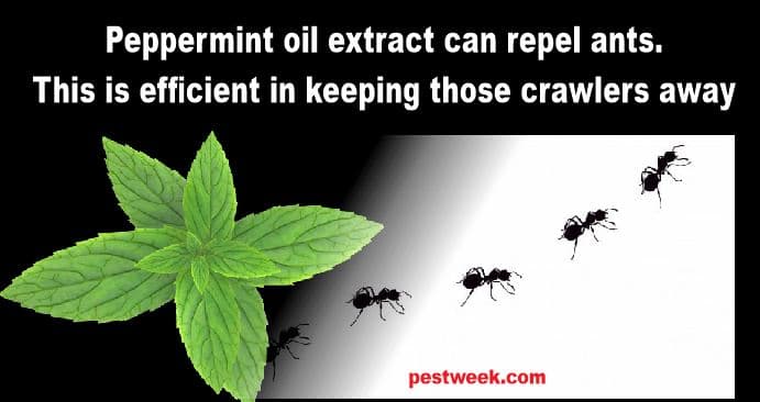 Does Peppermint Oil Repel Ants