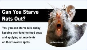 rats starve