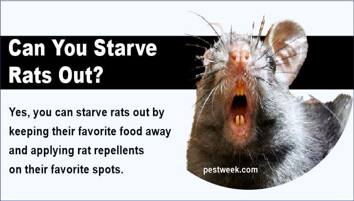 How long will rats live without food