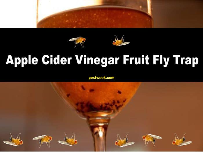 Apple Cider Vinegar Fruit Fly Trap