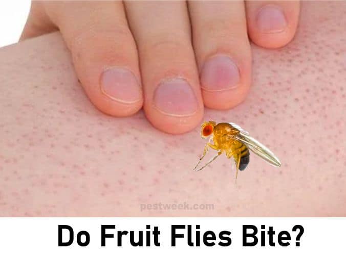 Do Fruit Flies Bite What Looks Like Fruit Fly But Bites Pestweek