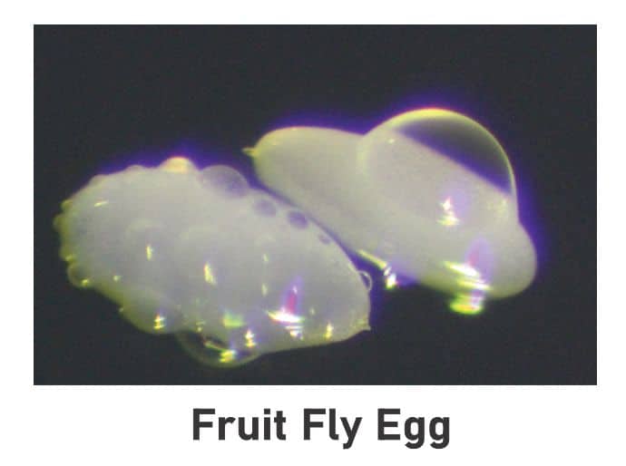 Fruit fly egg