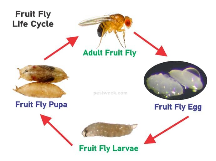 Fruit Fly Life Cycle With Pictures [how Long Does It Last] Pestweek ...