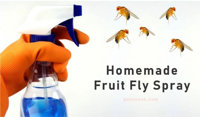 How To Make a Homemade Fruit Fly Spray