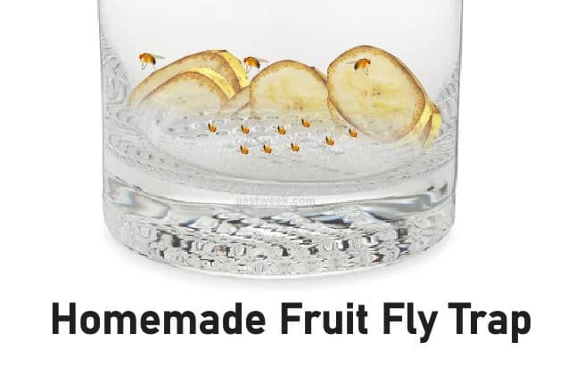 How to Make a Homemade Fruit Fly Trap With Pictures