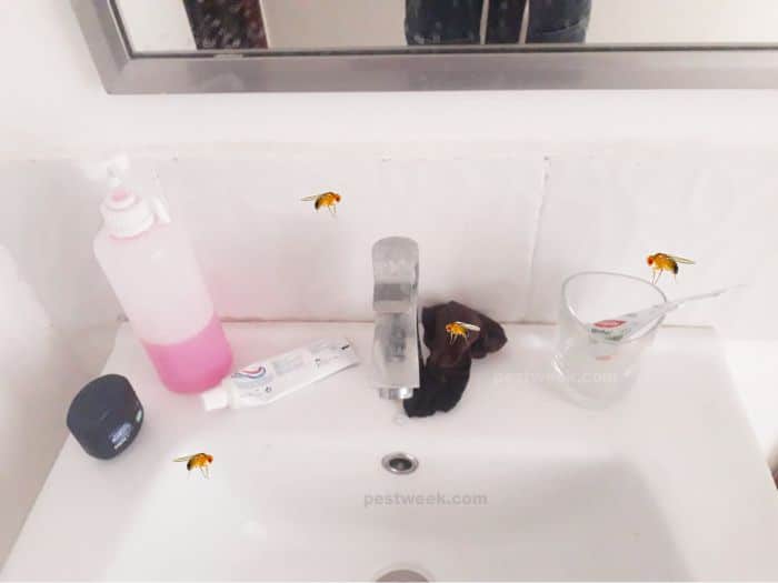unclean toothbrush in the bathroom sink attracts fruit flies