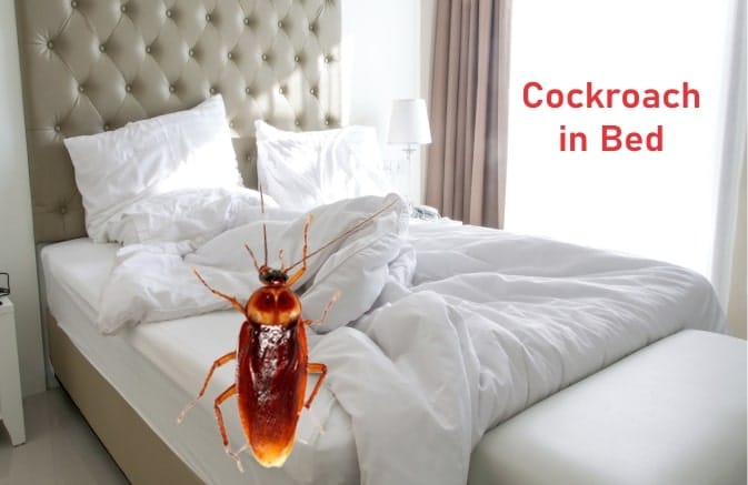 How To Get Rid Of Cockroaches In Bed And Mattress Pestweek