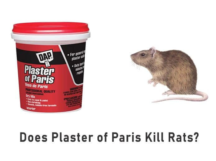 Does Plaster of Paris Really Kill Rats