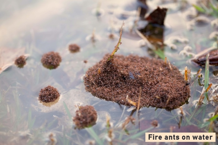 Fire ants on water