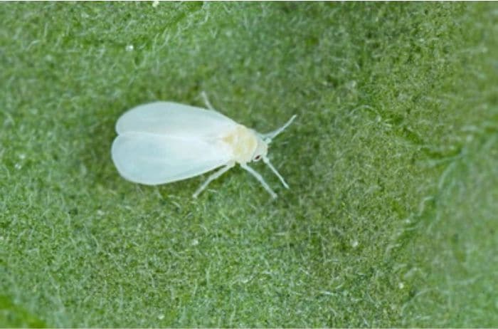 Greenhouse whitefly