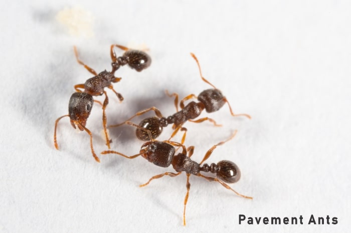 How to Get Rid of Pavement Ants Naturally