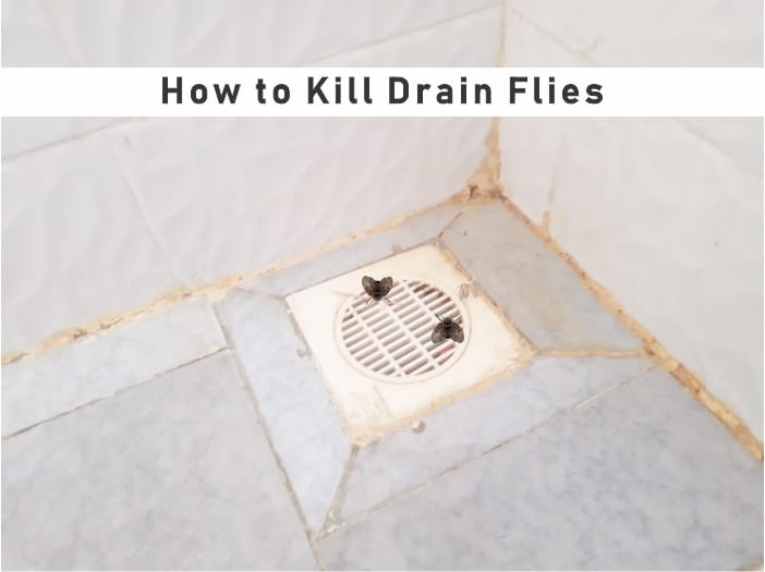 How to get rid of drain flies