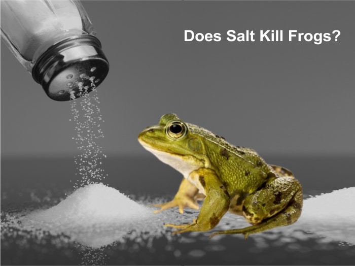 Does salt kill frogs?
