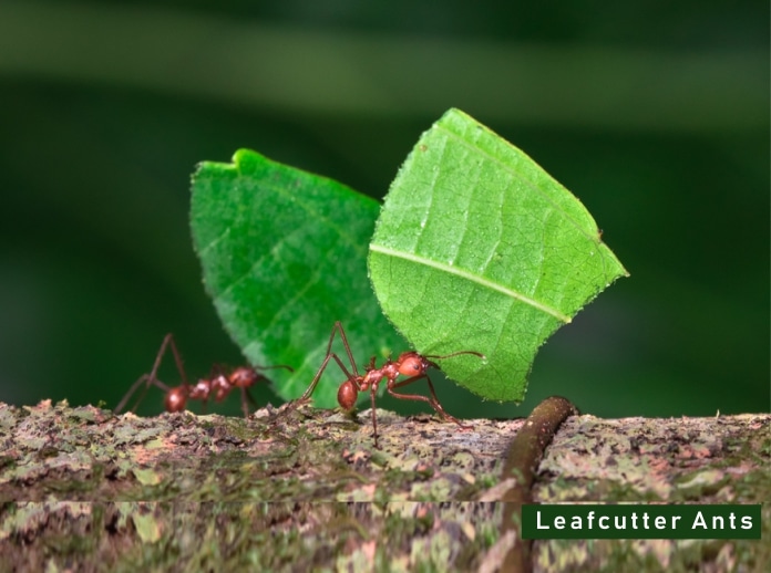 Leafcutter Ant Facts Diet + Where They Live